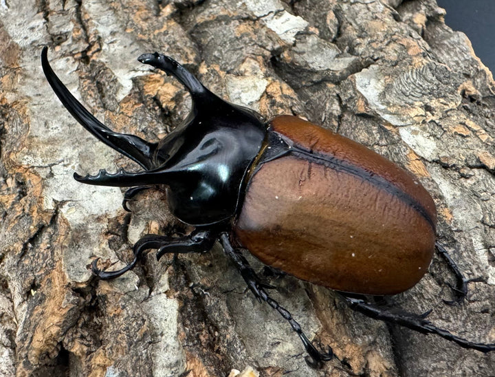 【WD】《サンボンヅノカブト 59.5mm ペア》