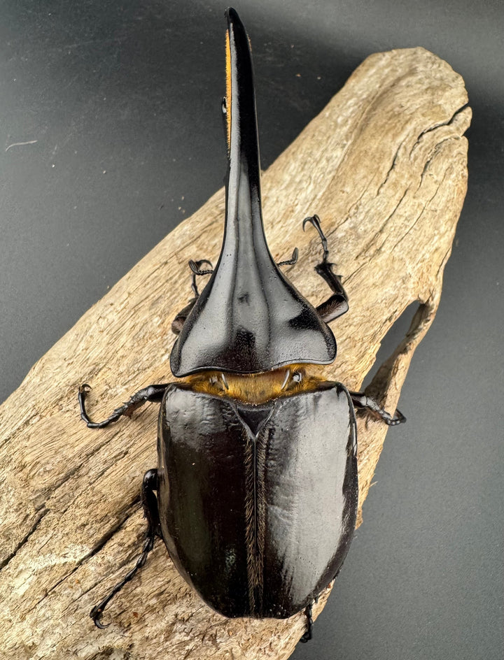 即ブリ《ヘラクレス・ヘラクレス 優良血統 139mm ペア》