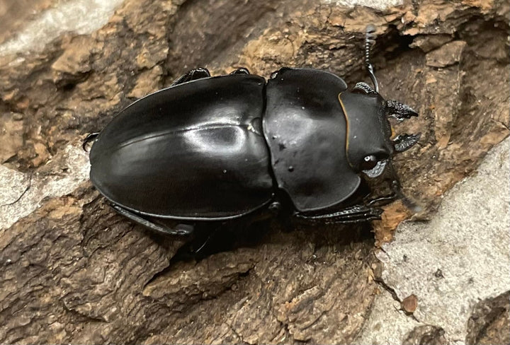 【WD】《プラティノータツヤクワガタ ♀単》