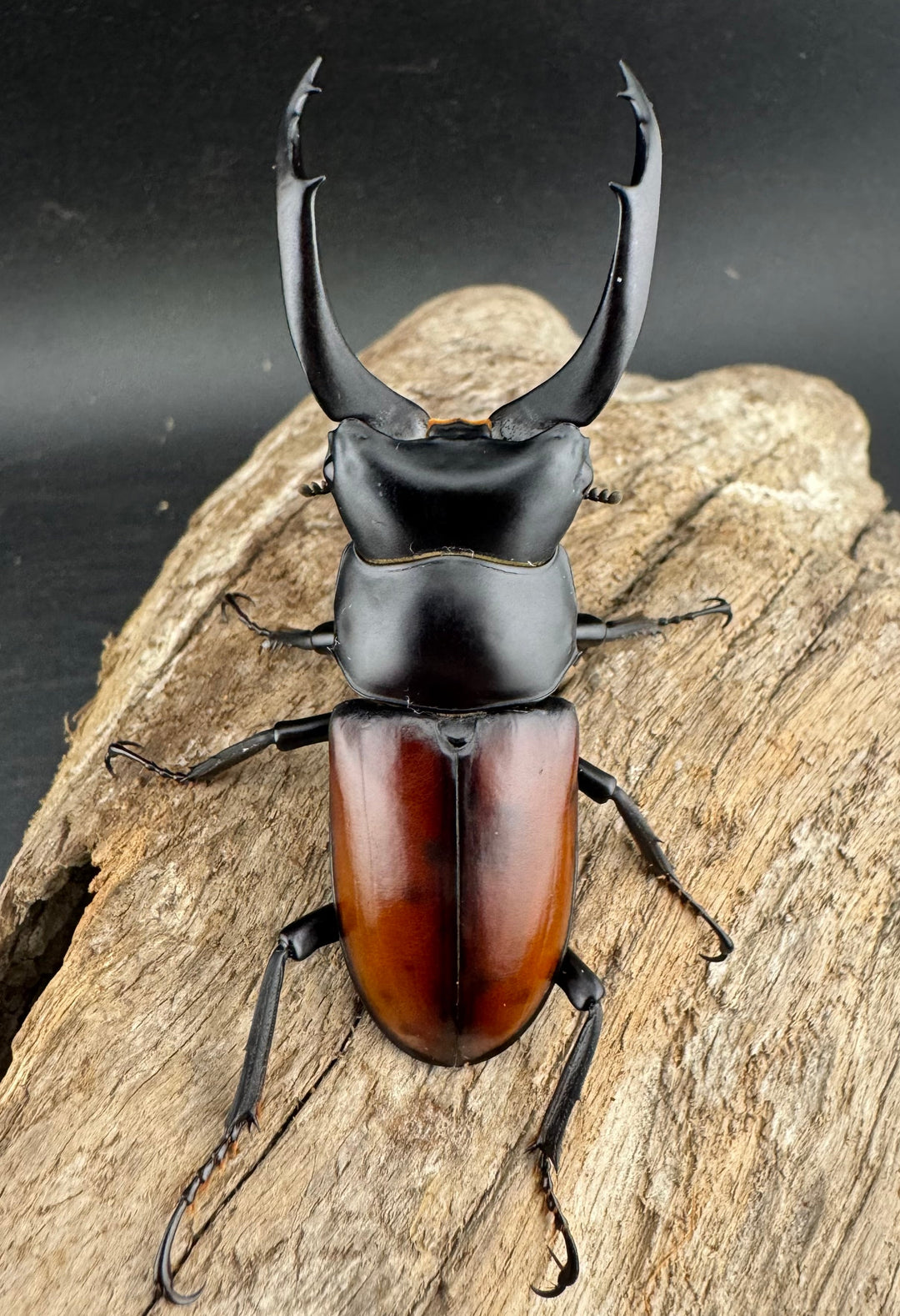 【WD】《マクレイコクワ チベット産 67mm A'品ペア》