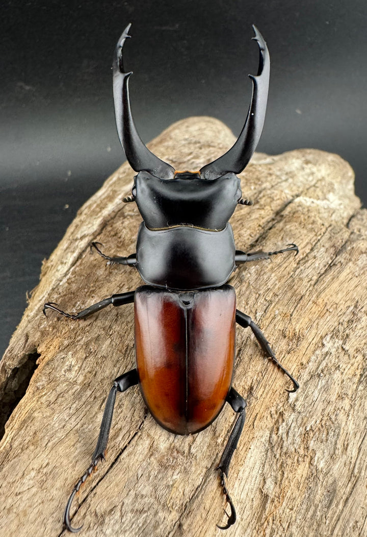 【WD】《マクレイコクワ チベット産 67mm A'品ペア》