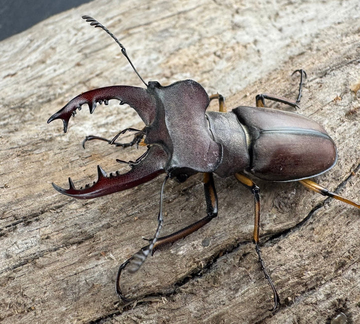 【WD】大型《ウーイーミヤマクワガタ 41.5mm ペア》