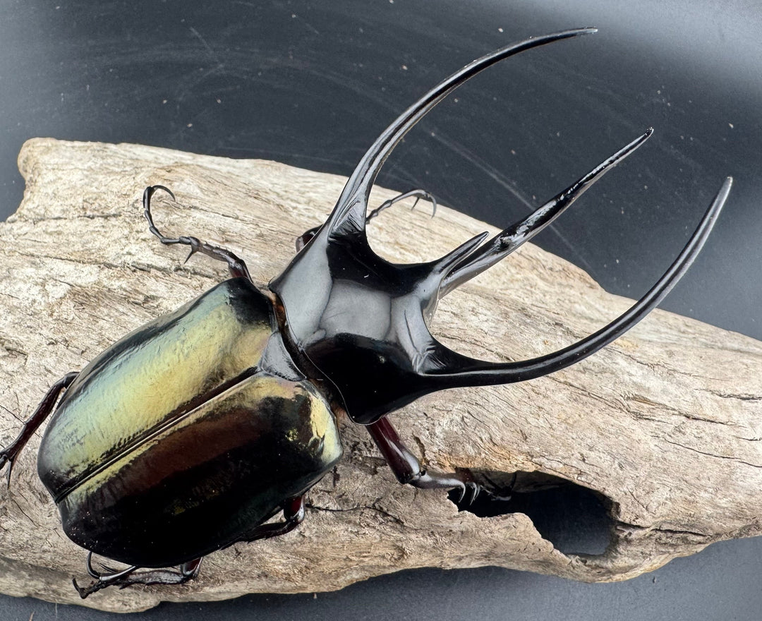 【WD】美形《ジャワコーカサスオオカブト 107mm ペア》