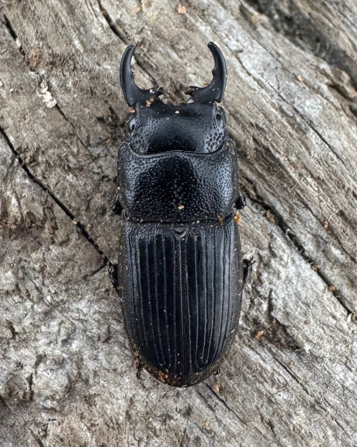 【WD】《フィリピンネブト原名亜種 Free ペア》