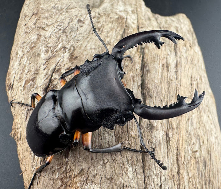 【WD】《インペリアリスツヤ亜種komorii バタラザ産 62mm ペア》