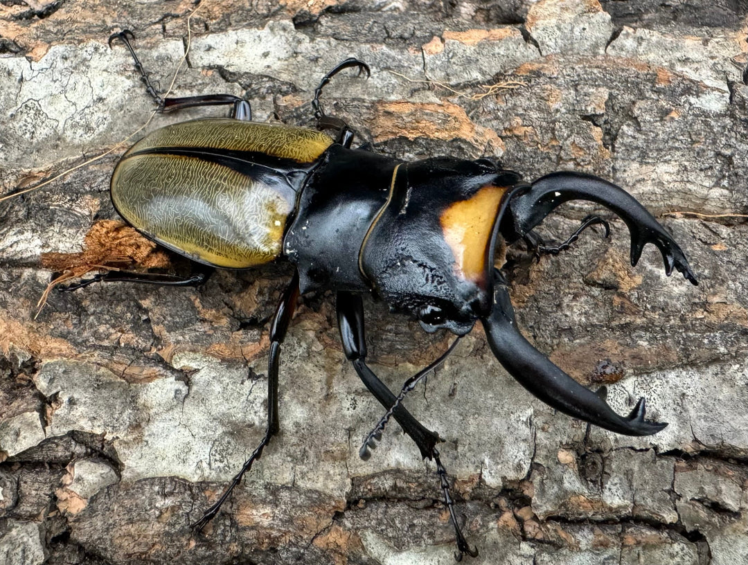 【WD】《ラコダールツヤクワガタ 76mm ペア》