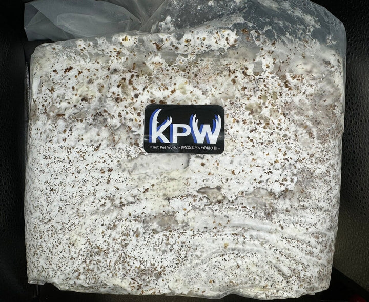 【5袋セット】【KPWオリジナル】オオヒラタケ菌糸ブロック 4000cc