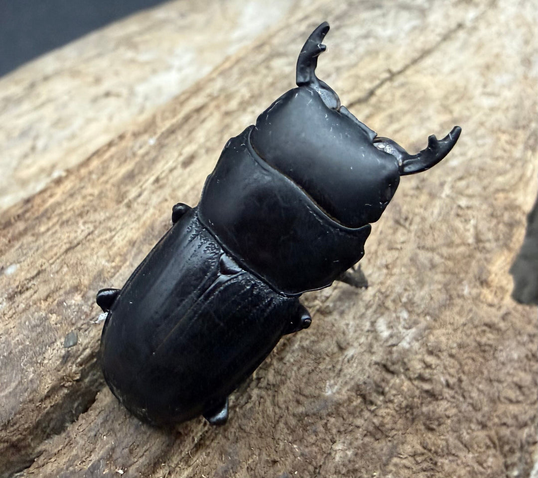 【WD】《ドルクス カツラ 広西壮族産 30mm ♂♀♀トリオ》