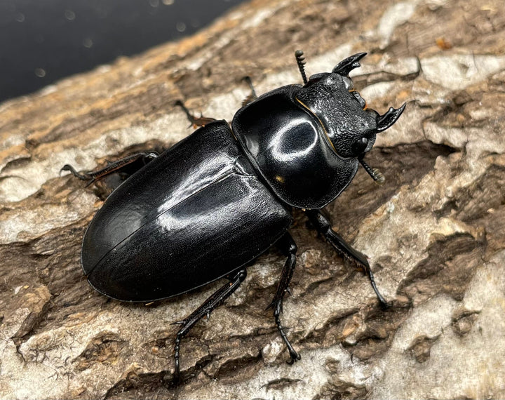 《マレーアンタエウスオオクワ 72.5mm ペア》