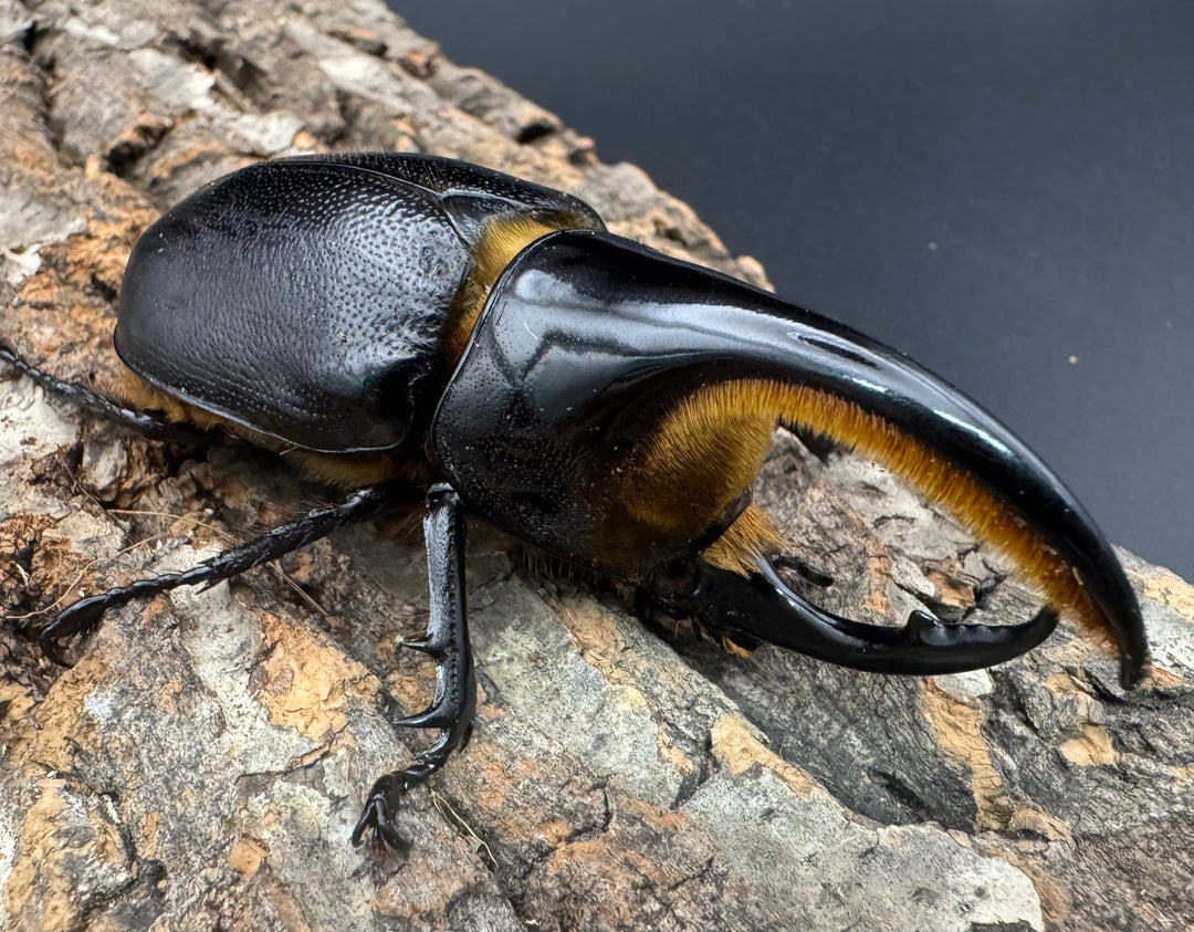 即ブリ《サタンオオカブト 83mm A'品ペア》