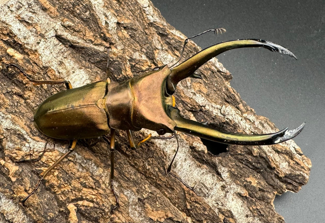 【WD】《トゥルンカートスホソアカ ♀単》