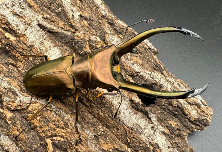 【WD】《トゥルンカートスホソアカ ♀単》