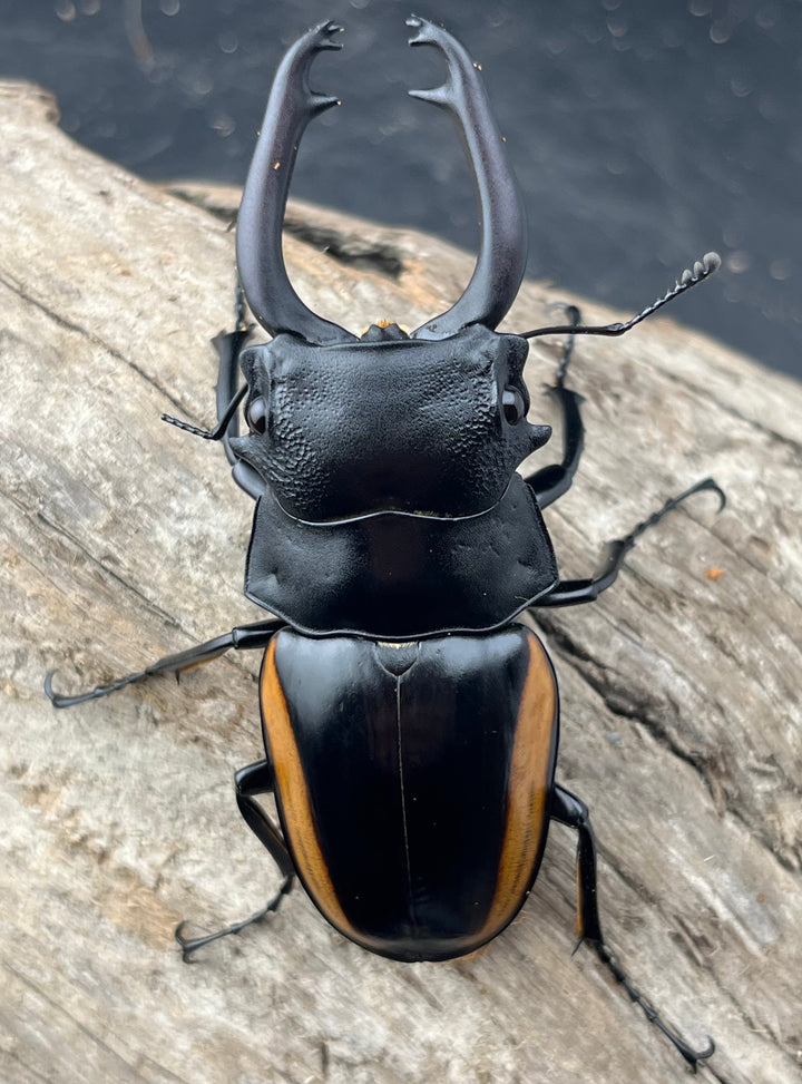 【WD】《スティーブンスツヤ亜種mamaesaensis 71.5mm ペア》