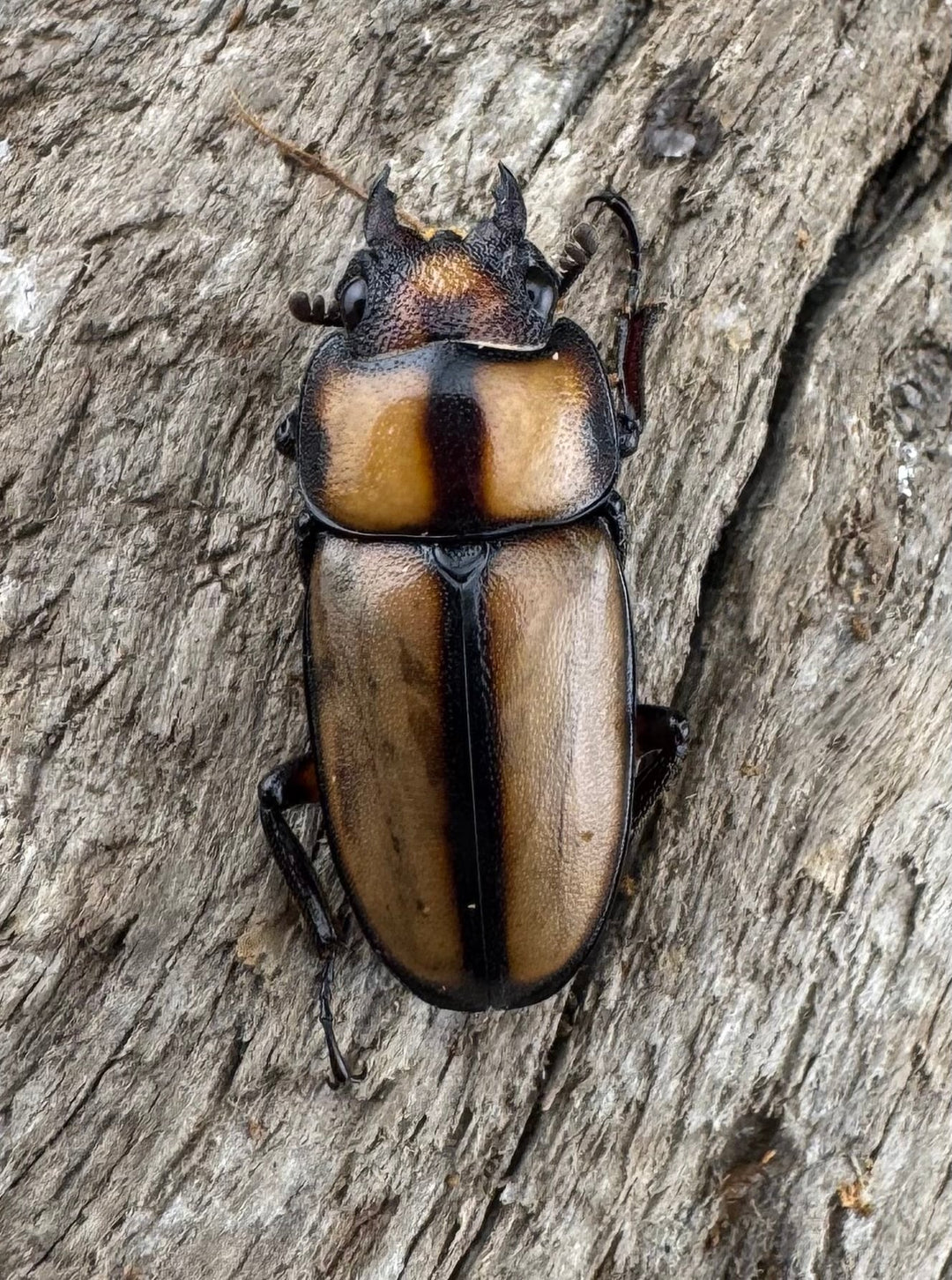 【WD】《スツラリスノコギリ 海南省産 41.5mm ペア》