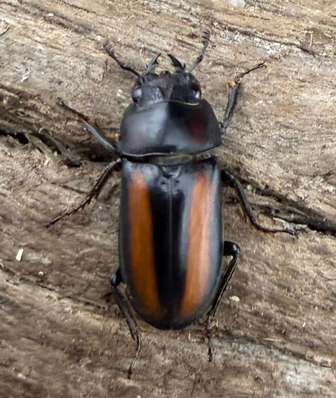 【WD】《エレガントゥルスコクワ原名亜種 22mm ペア》