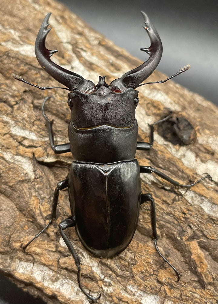 【WD】《アマミノコギリ 68mm ペア》