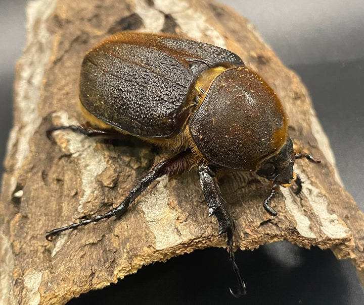 《ヘラクレス・ヘラクレス 145mm ペア》