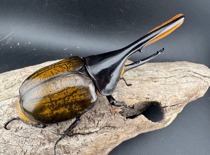 《 ヘラクレス・モリシマイ 煌血統アウトライン 120mm ペア》inohiro109氏ブリード個体