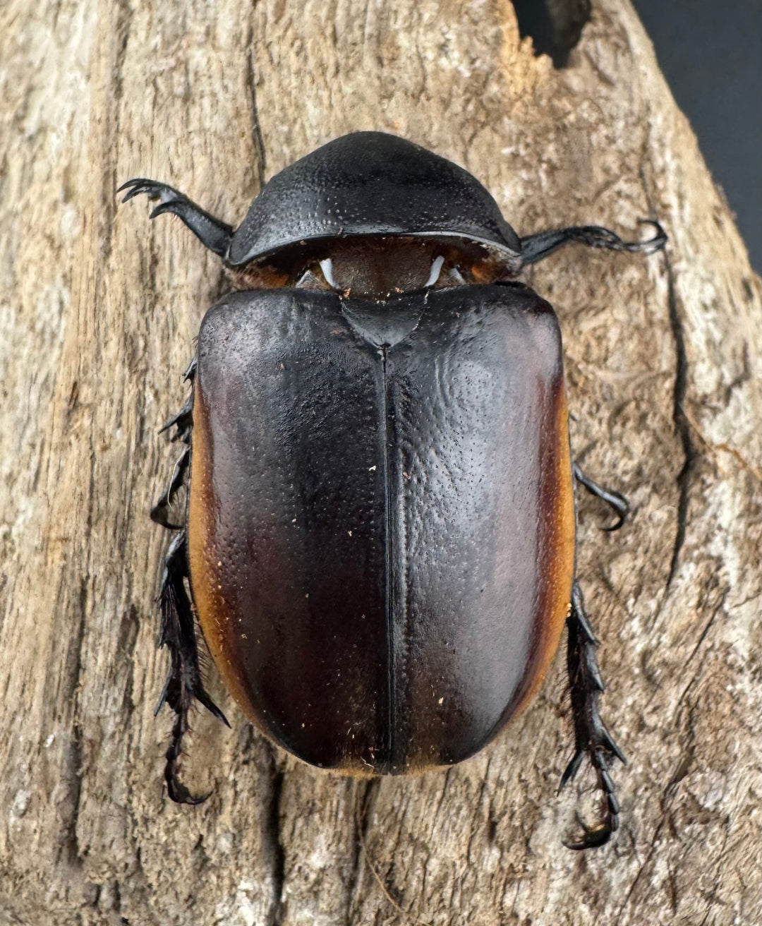 《ハードウィッケイゴホンツノカブト 61mm ペア》