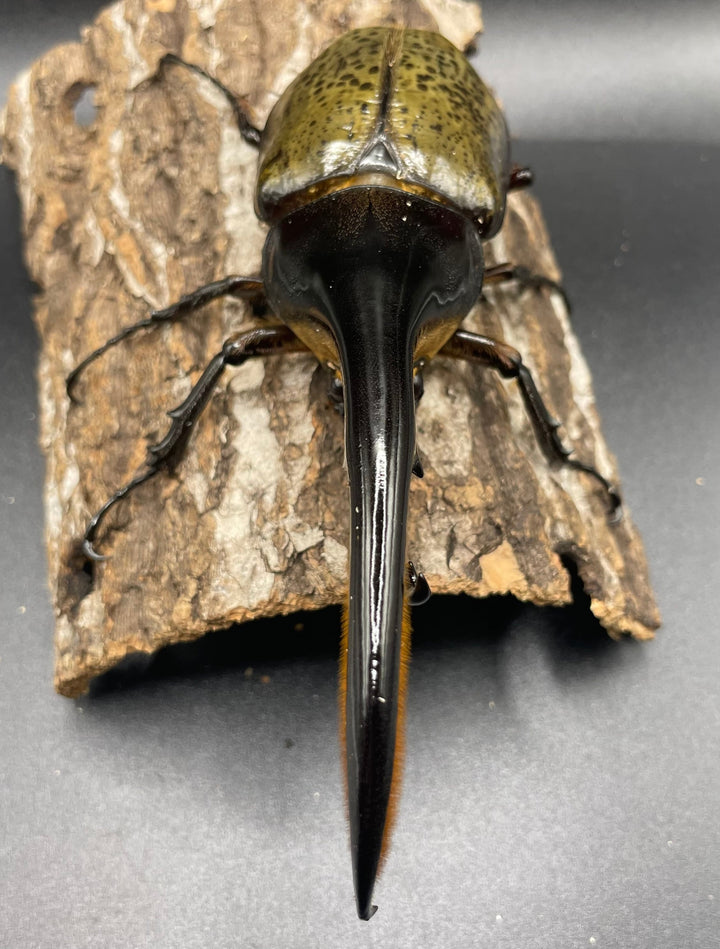 即ブリ《ヘラクレス・ヘラクレス 146mm ペア》