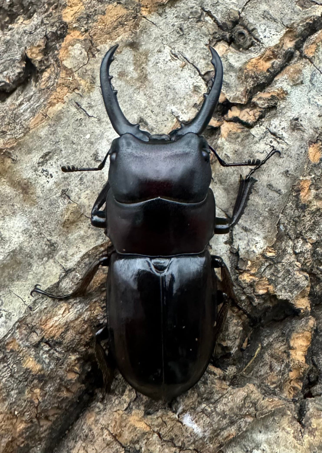 《スンバワノコギリクワガタ 40mm ペア》わたくわ氏ブリード個体