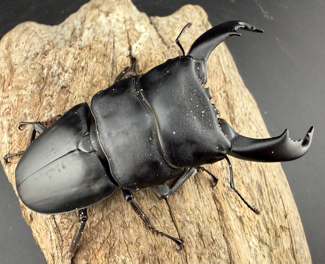 【WD】《スラウェシオオヒラタ 南スラウェシ産 84mm ペア》