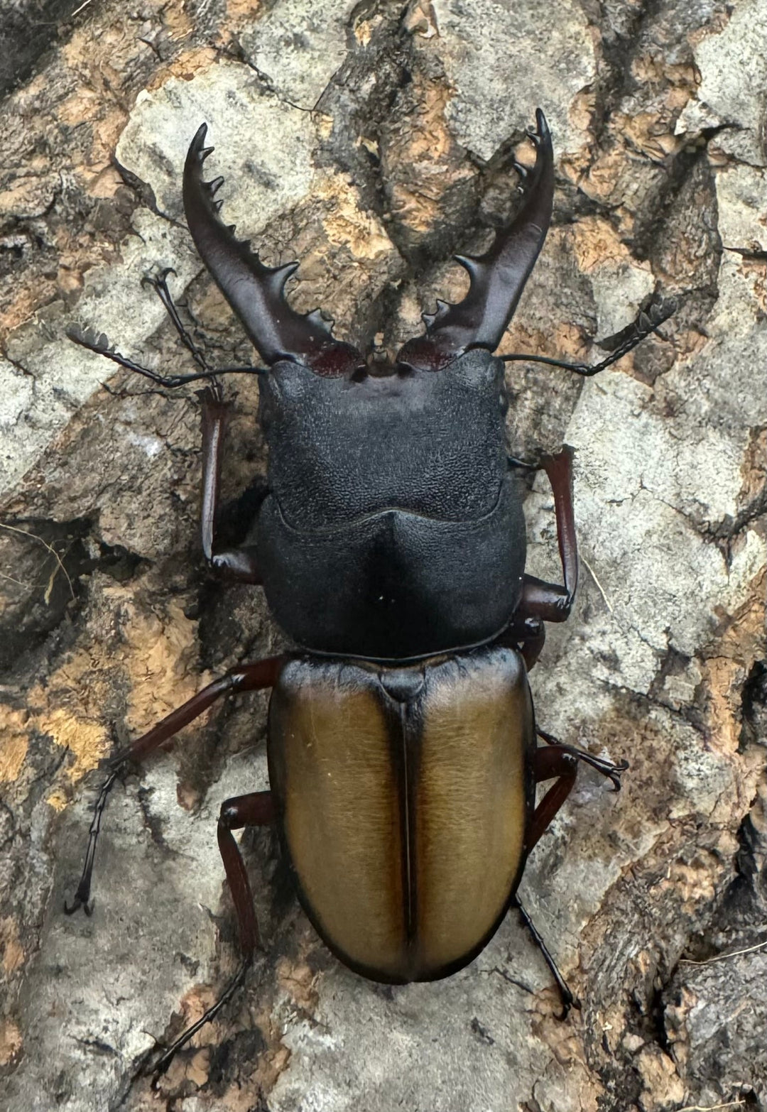 【WF4】《ウムハンギノコギリ 55.5mm ペア》