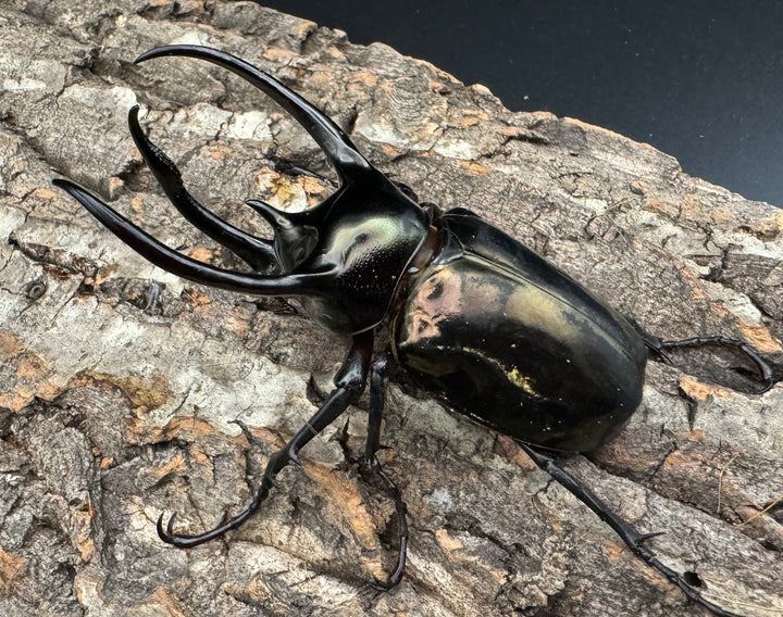 【WD】《ミンダナオアトラスオオカブト 90mm ペア》