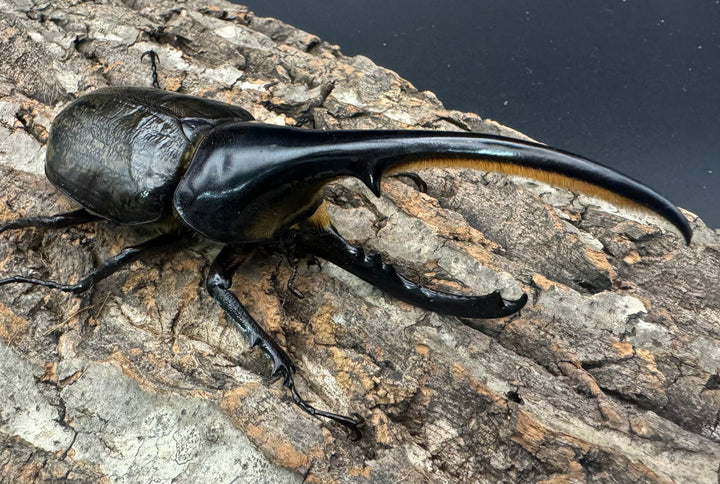 《ヘラクレス・ヘラクレス 137.5mm ペア》