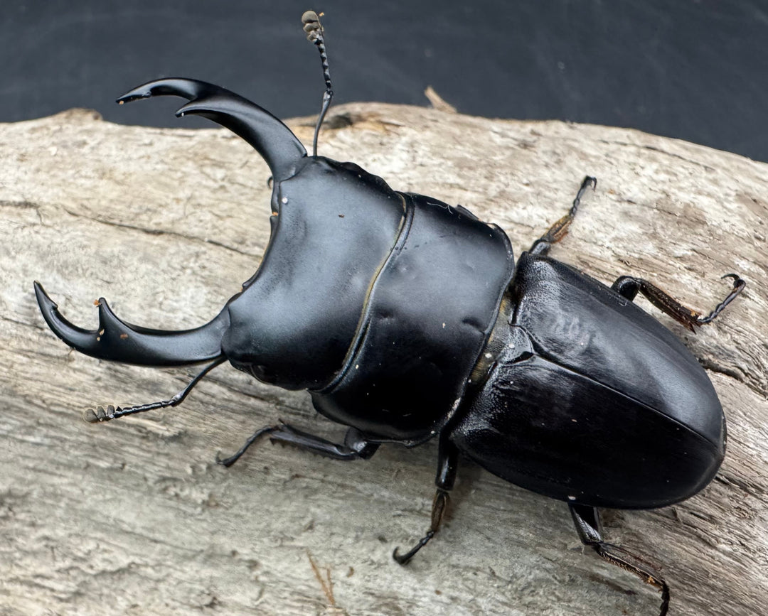 【WD】《パリーオオクワ ベンクール産 63mm ペア》