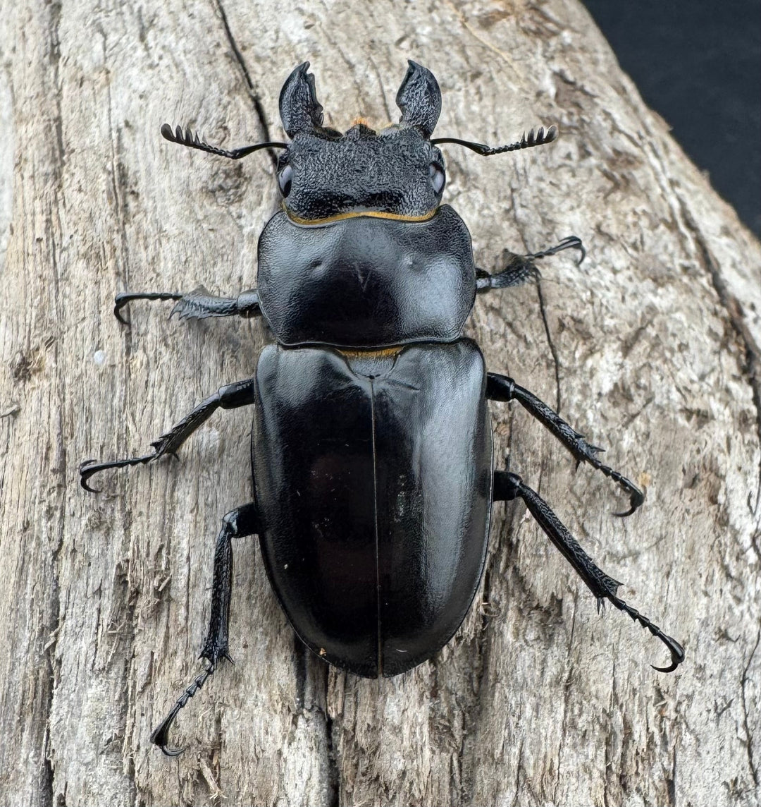 【WD】《フェアメイルミヤマ 雅安市産 55.5mm ペア》