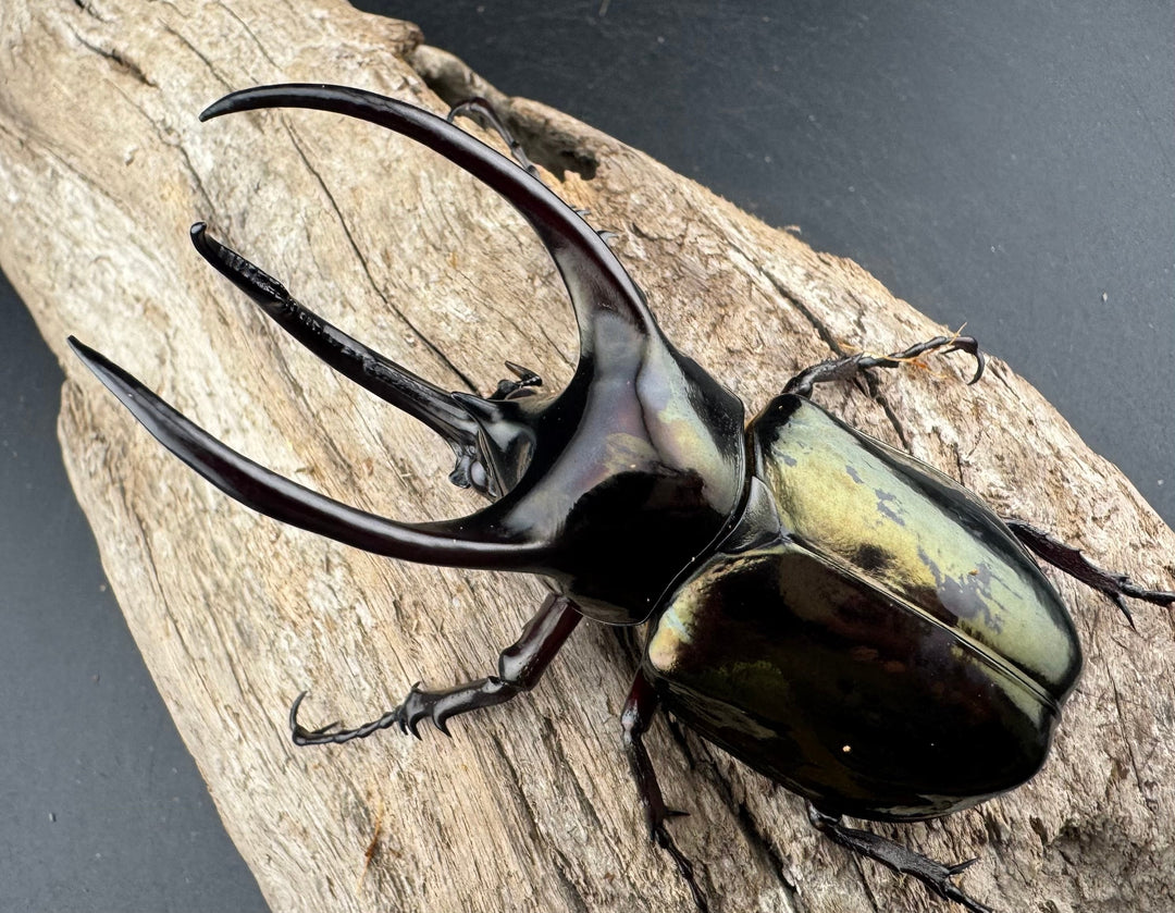 【WD】《アトラスオオカブト スマトラ島産 83mm ペア》