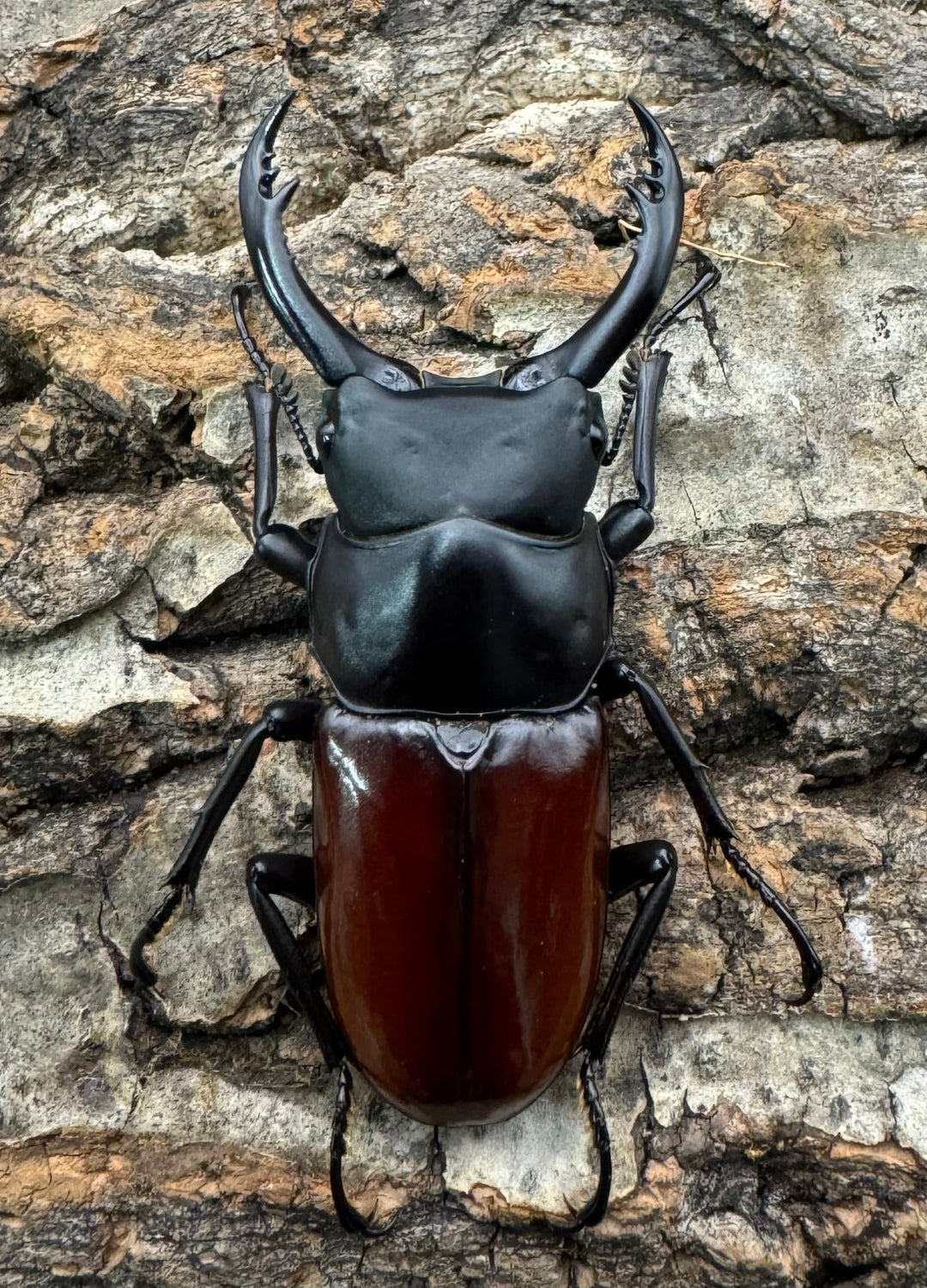 《アローコクワ亜種ノブヒロイ 57mm ペア》①