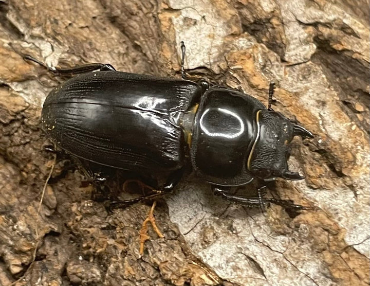 【WD】貴重産地《ドルクス ヤクシャ 29mm ♀単》