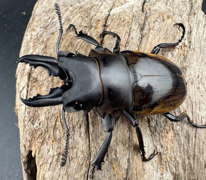 【WD】《ダールマンツヤクワガタ原名亜種 67mm A’品ペア》