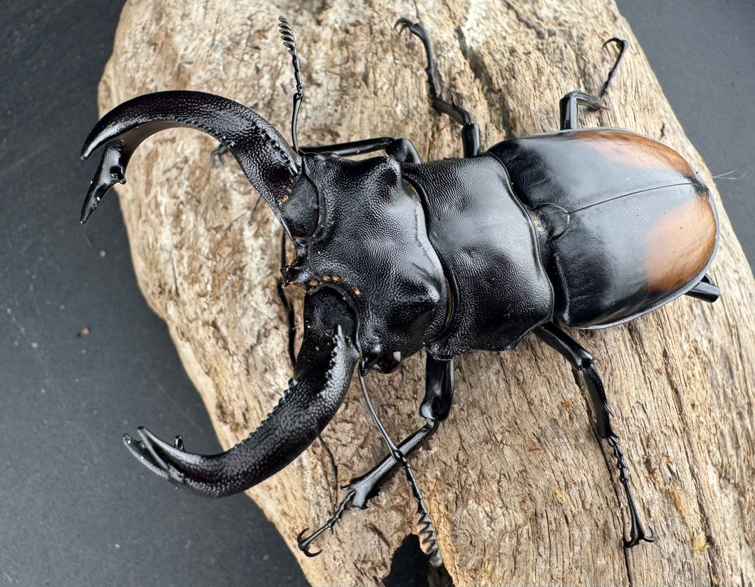 【WD】《セアカフタマタ（パリーフタマタ） 83mm ペア》