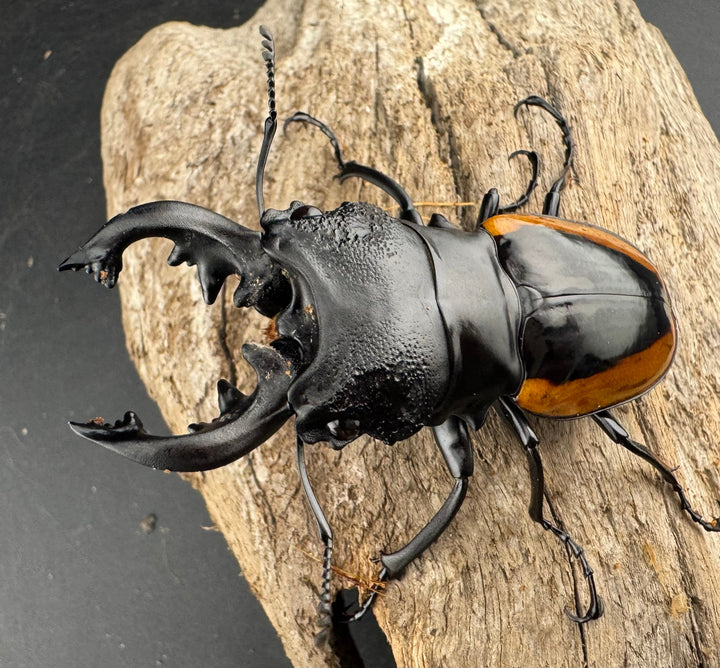 【WD】《ワラストンツヤクワガタ 69.5mm ペア》