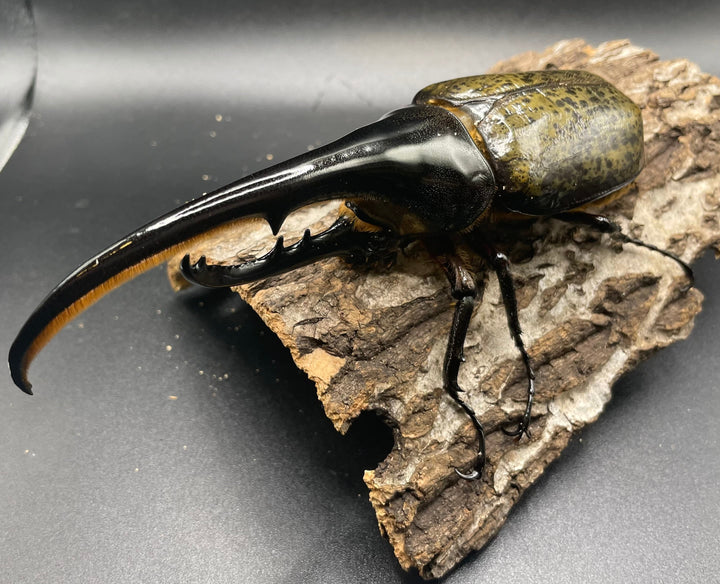 即ブリ《ヘラクレス・ヘラクレス 146mm ペア》