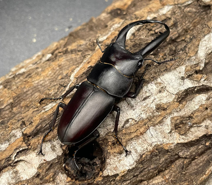 【WD】《グラキリスノコギリヒラタクワガタ 52mm ペア》