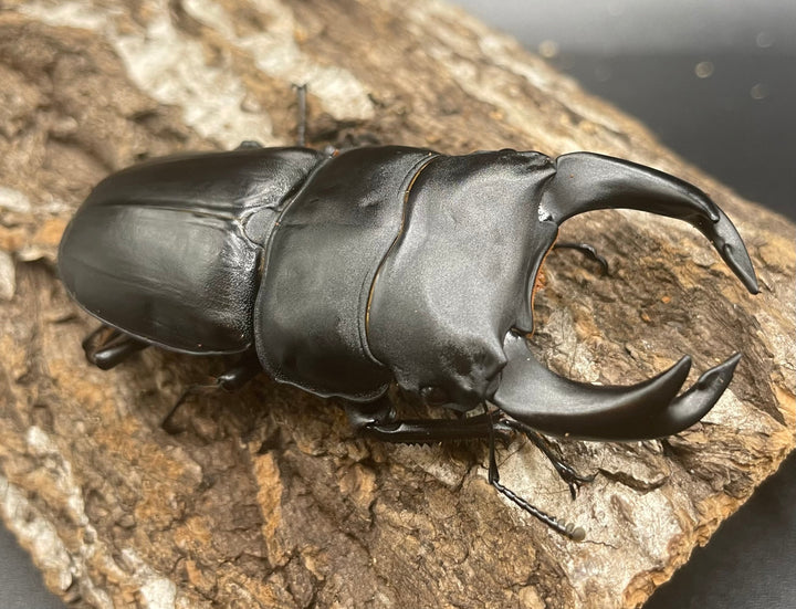 《ホペイオオクワガタ G70血統 74mm ペア》