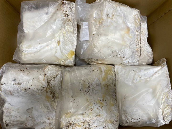 【5袋セット】植菌ニクウスバ材 M材 ２本入り