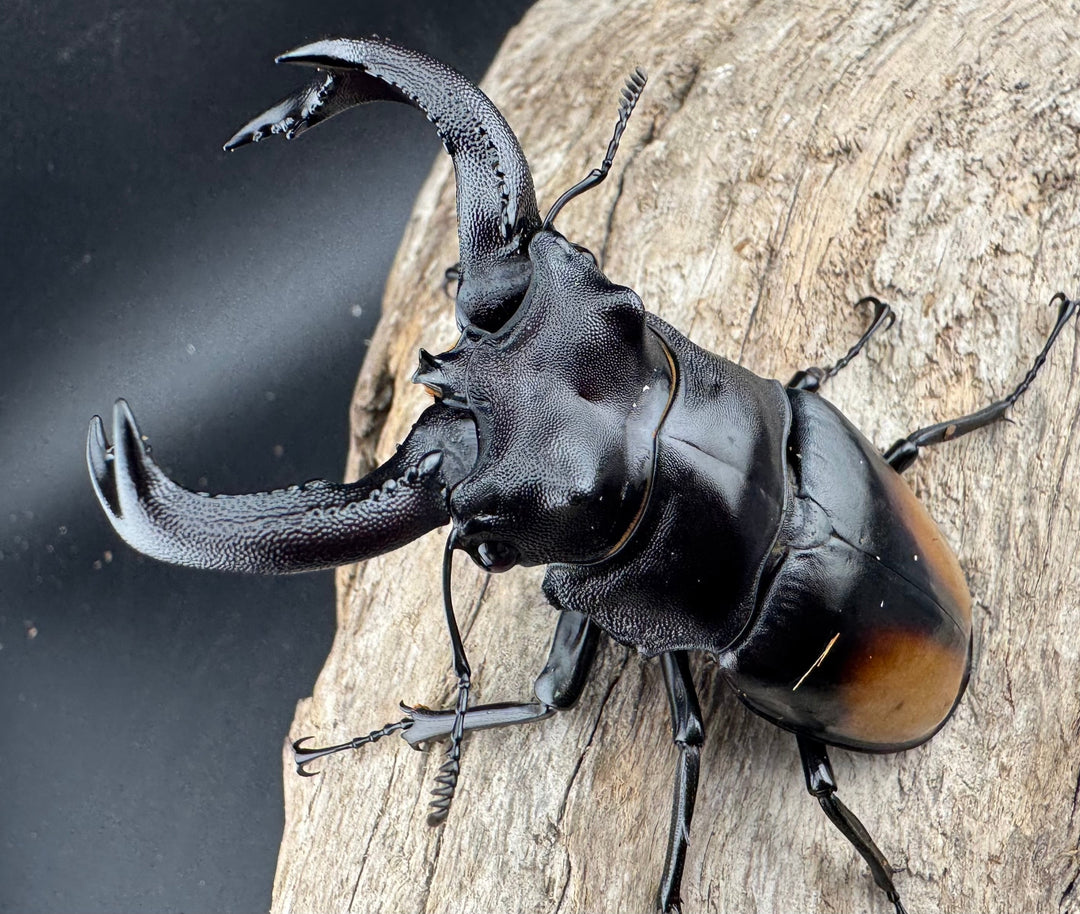 【WD】《セアカフタマタ（パリーフタマタ） 82mm ペア》