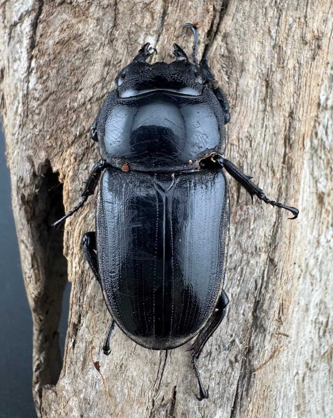 【WD】《グランディスオオクワ原名亜種 70mm ペア》