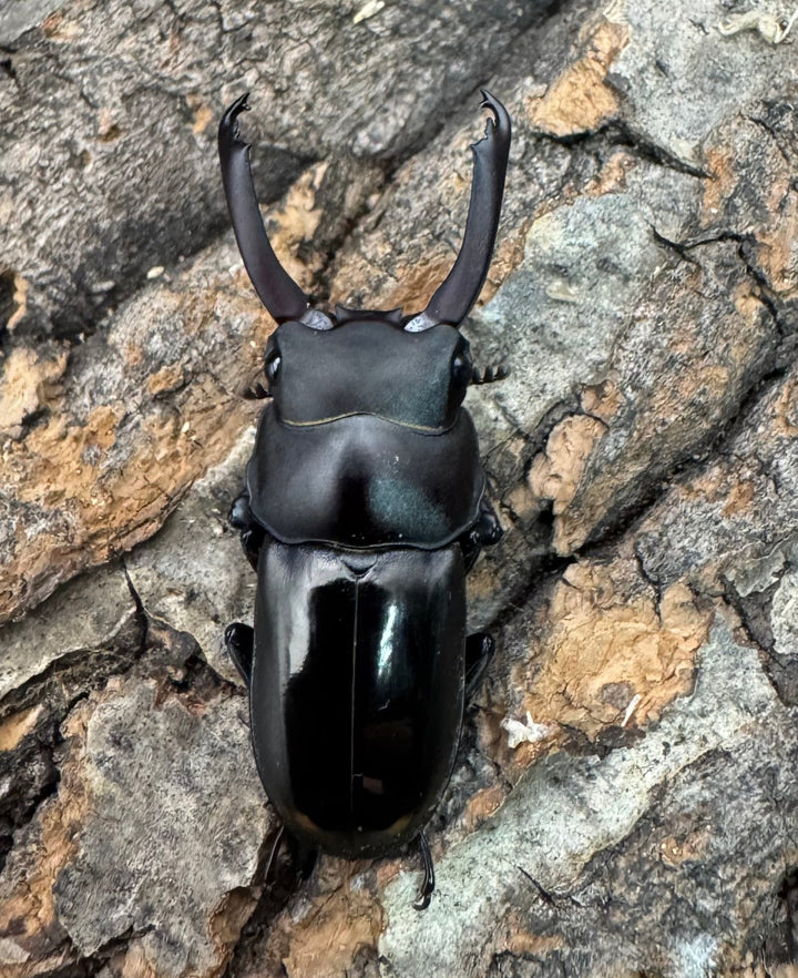 【WF1】《ビシグナートゥスコクワ APDV産 38mm ペア》Moro氏ブリード個体