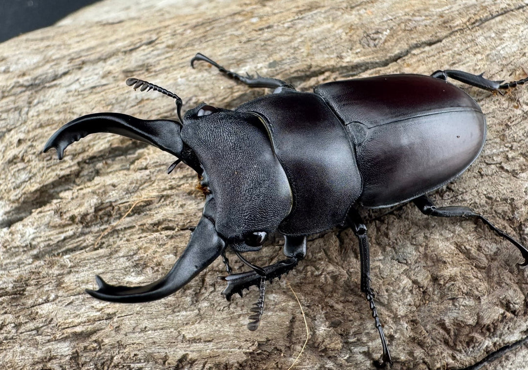 【WD】《スペンスシカノコギリ亜種mandibularis 44mm ペア》