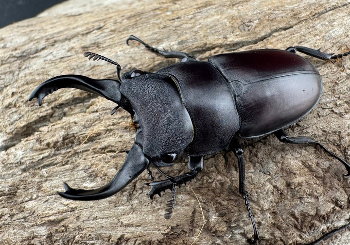 【WD】《スペンスシカノコギリ亜種mandibularis 44mm ペア》