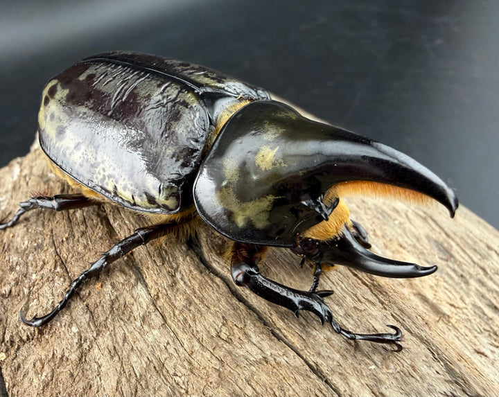 《ティティウスシロカブト 66mm ♂♀♀トリオ》