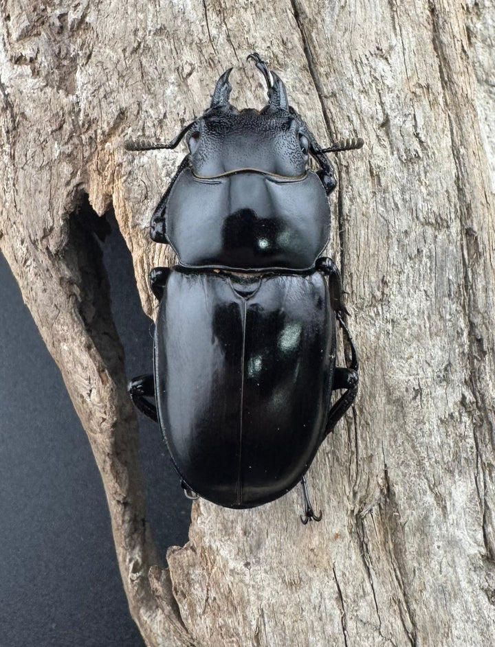 《ボーリンフタマタ亜種バミノルム 57mm ♂♀♀トリオ》