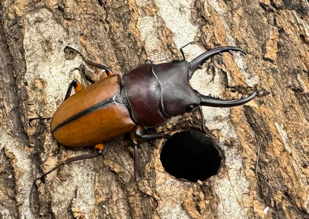 【WD】《ブルイジンノコギリクワガタ 40mm ペア》