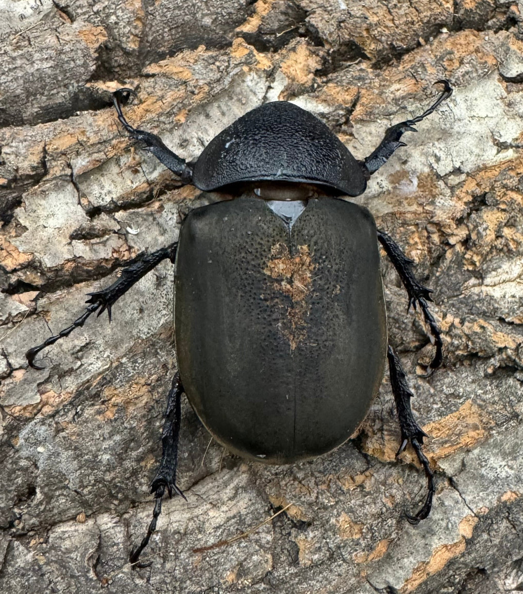 【WD】《ミンダナオアトラスオオカブト 90mm ペア》